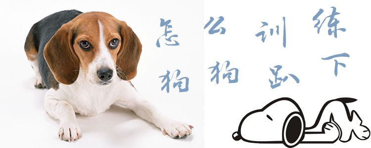 怎么訓練狗趴下