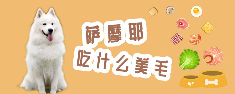 薩摩耶吃什么美毛