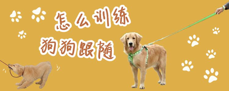 怎么訓練狗跟隨