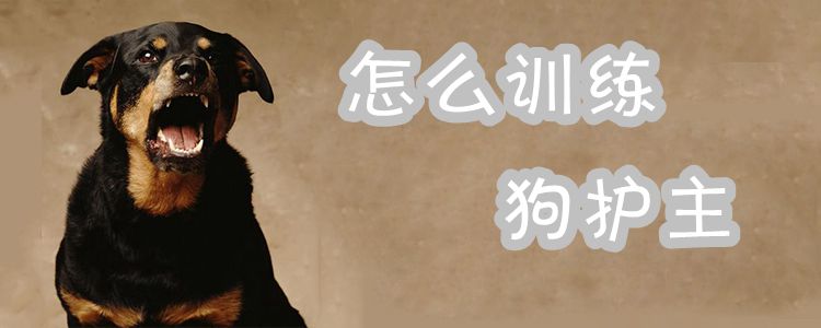 如何訓練狗狗護主