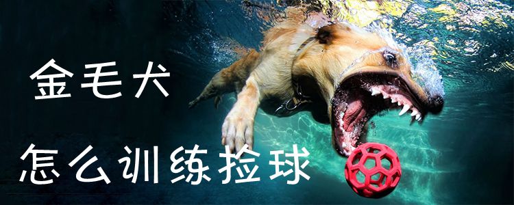 金毛犬怎么訓練撿球1