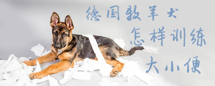 德國(guó)牧羊犬怎樣訓(xùn)練大小便