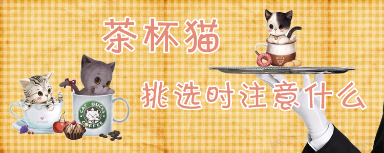 茶杯貓?zhí)暨x時注意什么