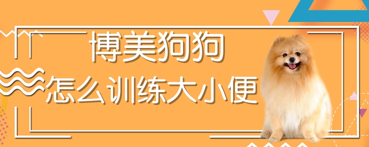 博美狗狗怎么訓練大小便