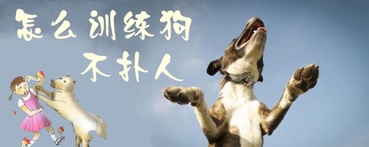 怎么訓(xùn)練狗不撲人