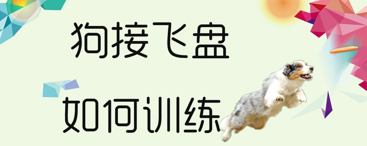 狗接飛盤如何訓(xùn)練
