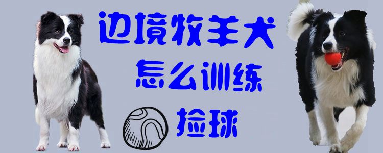 ?邊境牧羊犬怎么訓練撿球1