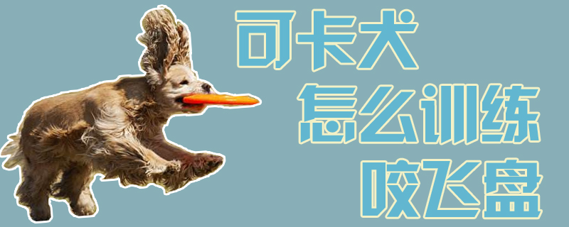 可卡犬怎么訓(xùn)練咬飛盤