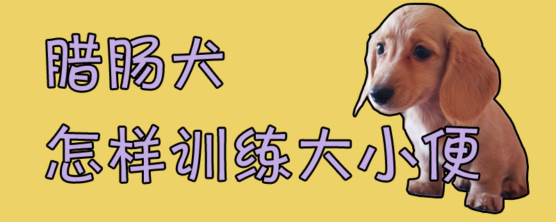 臘腸犬怎樣訓練大小便