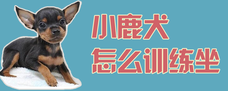 小鹿犬怎么訓練坐