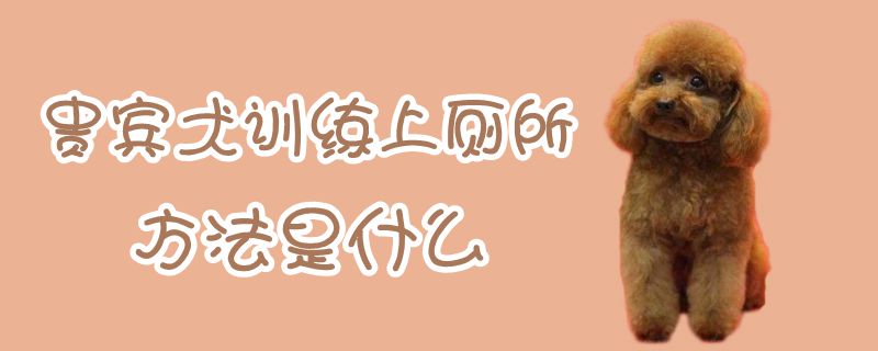 貴賓犬訓練上廁所方法是什么