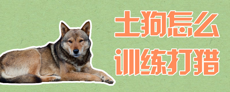 土狗怎么訓(xùn)練打獵