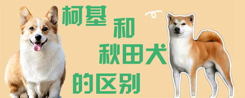 柯基和秋田犬的區別1