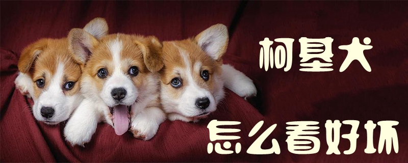 柯基犬怎么看好壞1
