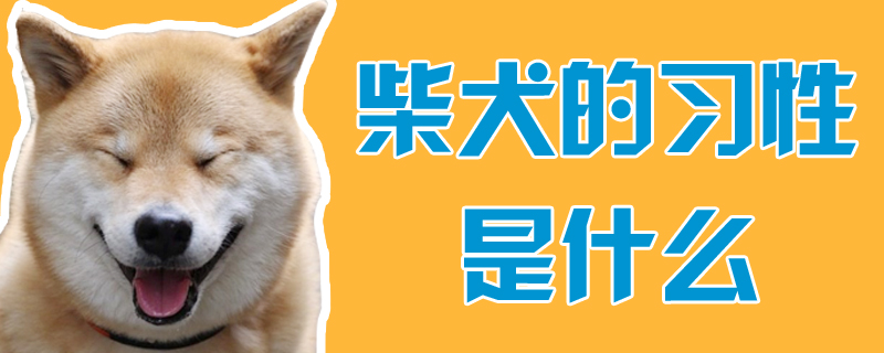 柴犬的習性是什么