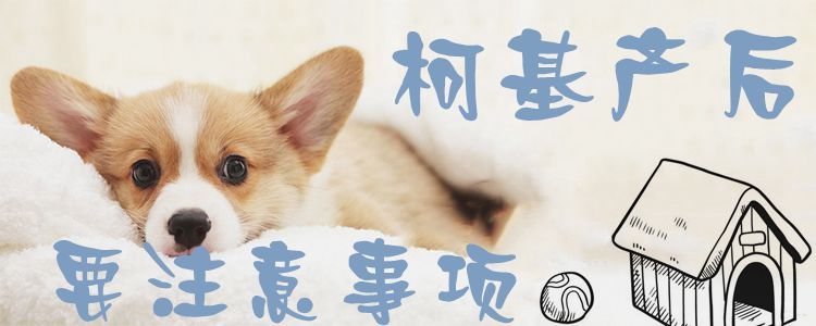 柯基產后要注意事項1