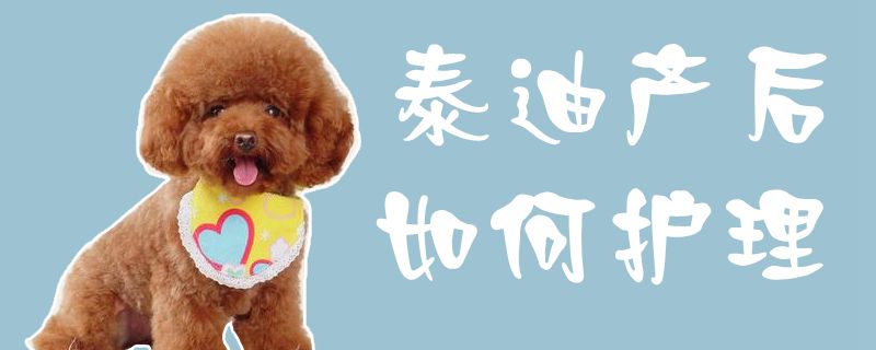 泰迪產后如何護理1