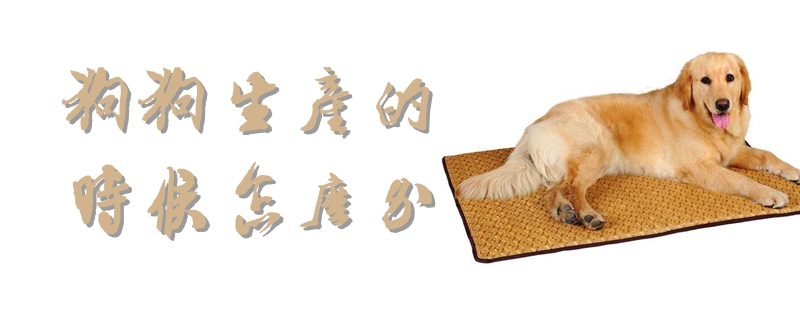 狗狗生產的時候怎么辦