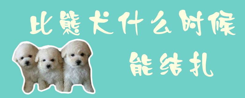 比熊犬什么時(shí)候能結(jié)扎1
