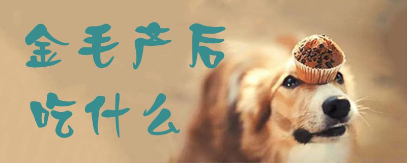 金毛產后吃什么1