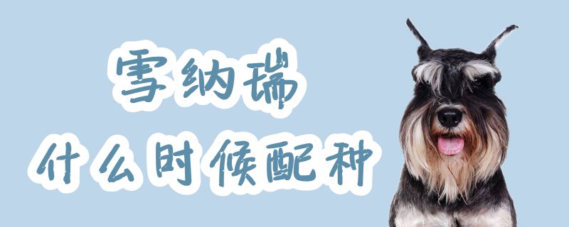 雪納瑞什么時(shí)候配種