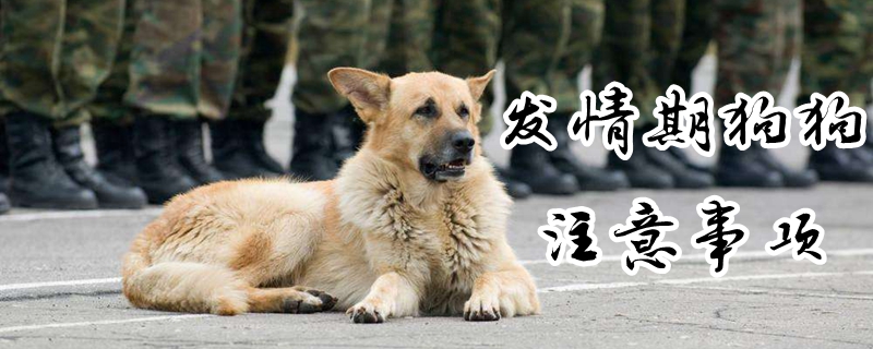 發(fā)情期狗狗注意事項(xiàng)