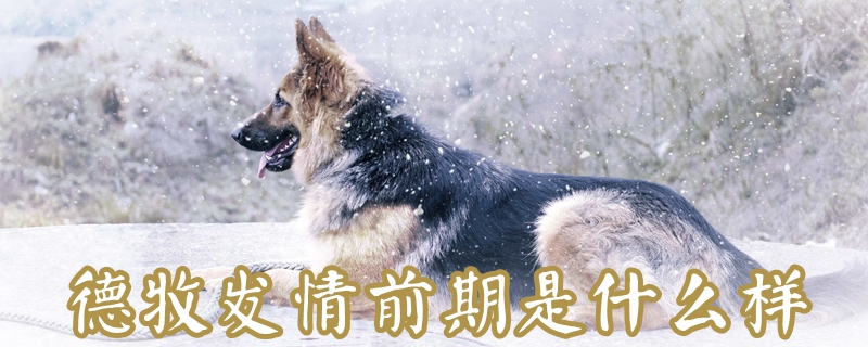 德牧發(fā)情前期是什么樣