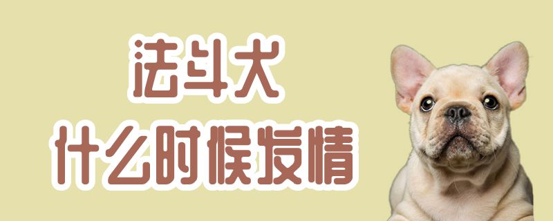 法斗犬什么時候發情