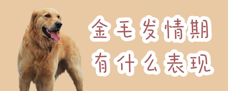 金毛發情期有什么表現