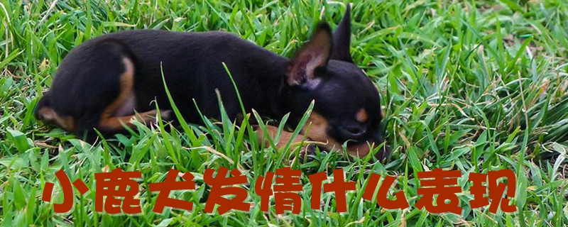 小鹿犬發(fā)情什么表現(xiàn)