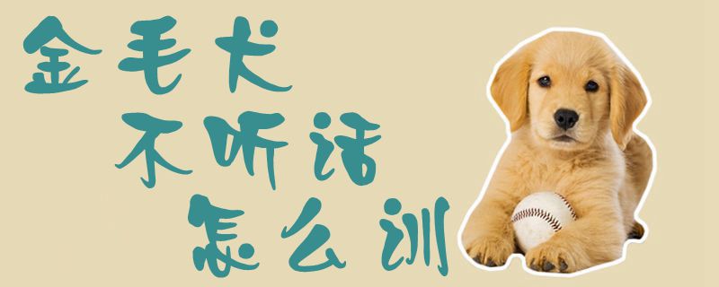 金毛犬不聽話怎么訓(xùn)1