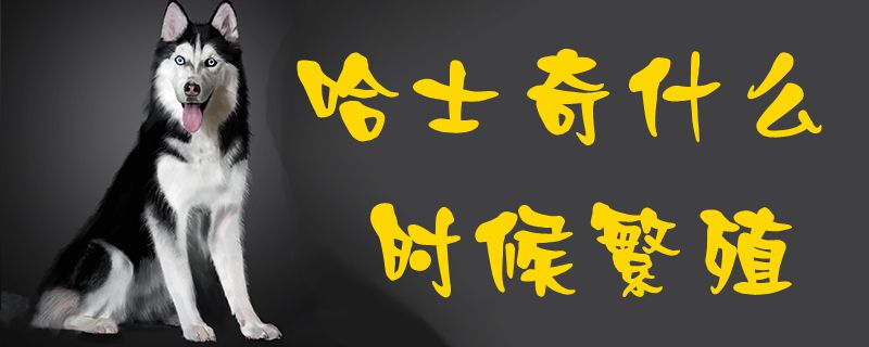 哈士奇什么時候繁殖1
