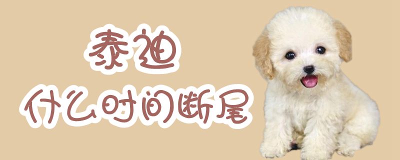 泰迪什么時間斷尾