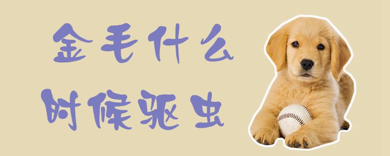 金毛什么時候驅蟲1