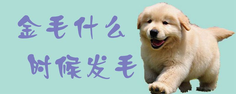 金毛什么時候發毛1