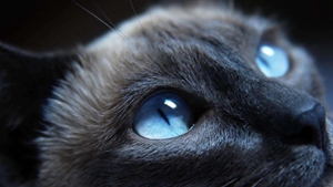 哈瓦那棕貓耳朵怎么護理 貓耳朵清理視頻教程