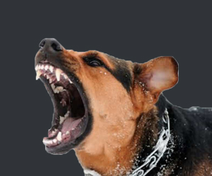 瘋狗病的癥狀