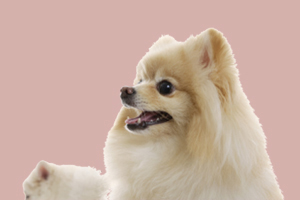 懷孕狗狗吃什么有營養