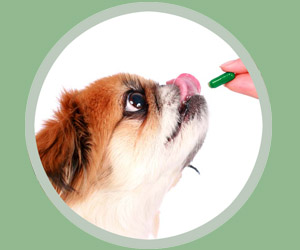 幼犬驅蟲注意事項