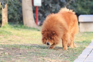 松獅發情怎么辦
