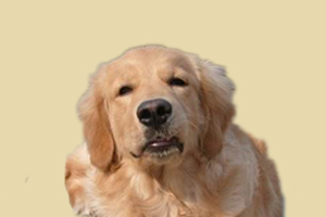 金毛犬發(fā)情期吃什么好