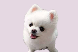 小博美怎么培養上廁所
