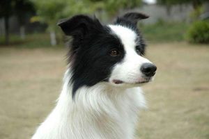 邊牧怎么訓練不亂叫