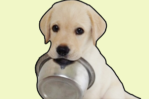 小金毛犬怎么訓練叼盆