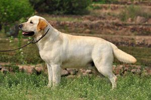 拉布拉多犬發(fā)情期多長(zhǎng)