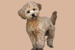 貴賓犬如何驅蟲