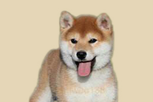 柴犬如何驅(qū)蟲(chóng)