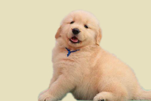 金毛幼犬如何驅蟲