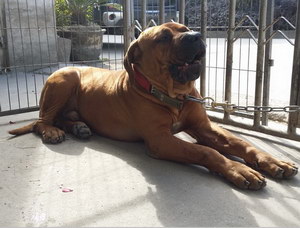 日本土佐犬發燒怎么解決 日本土佐犬發燒處理方法