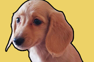 臘腸犬怎樣訓練大小便